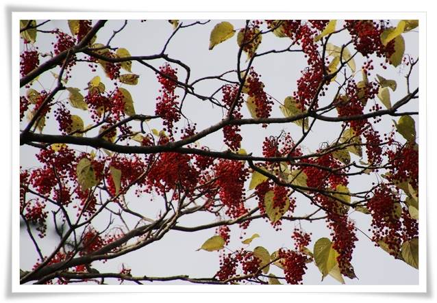 卯辰山山野草園-6 イイギリ 15.12.9