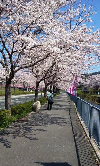 sakura33.jpg