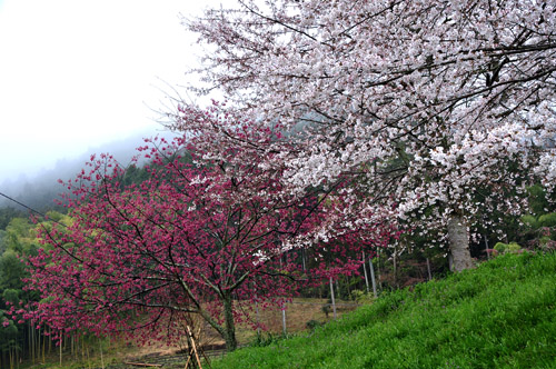 桜