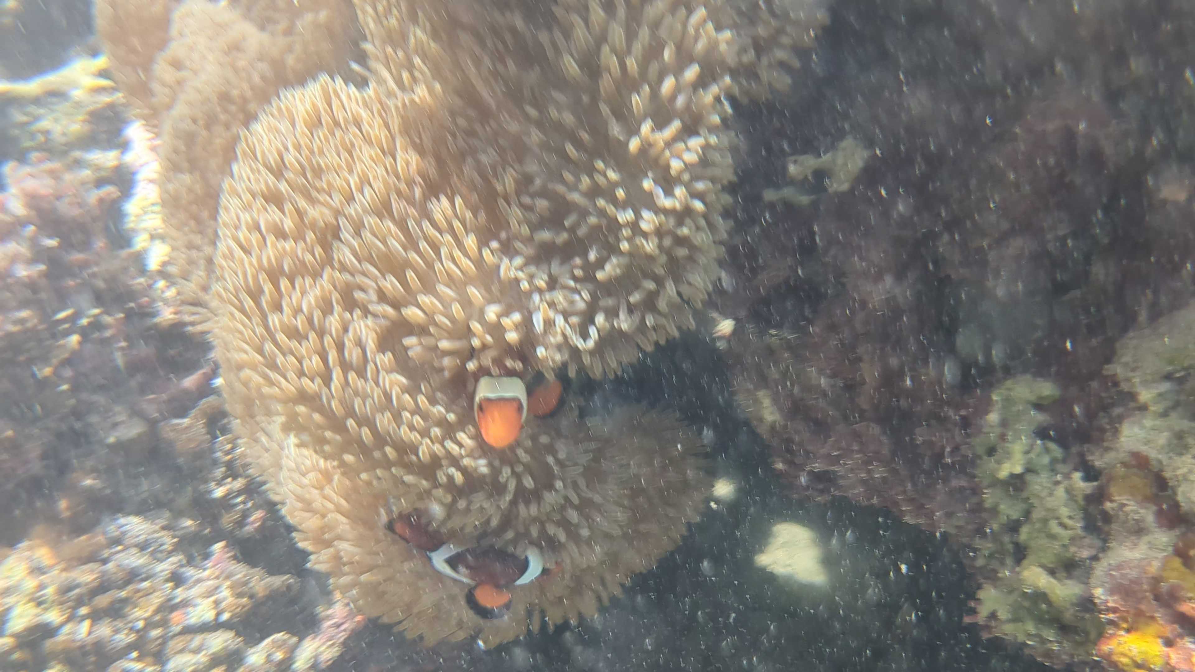 石垣島　家族連れビーチ　米原ビーチ　カクレクマノミ