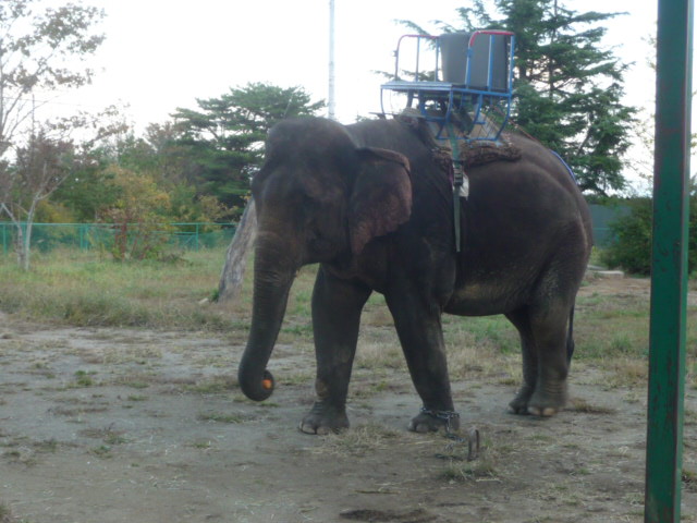 735 アジアゾウ