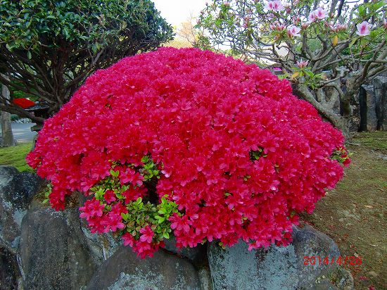 花、再び、、、 020.jpg