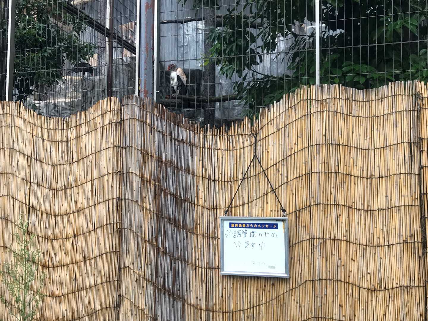 おトキさん お大事に トキイロコンドル 今日は誰と会えるかな だいたい東山動植物園 楽天ブログ