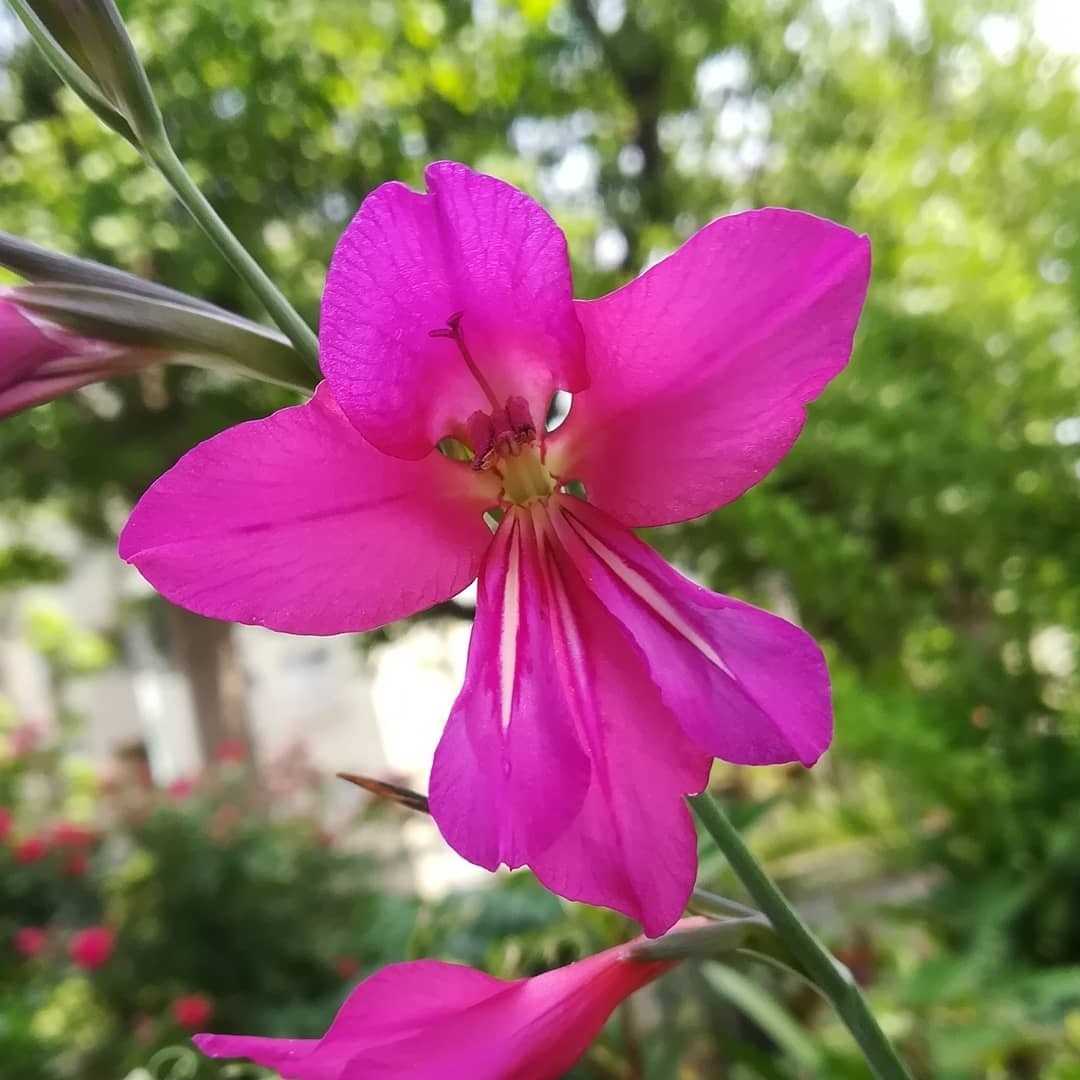 今の時期に咲く花 の記事一覧 びいとるのブログ 楽天ブログ