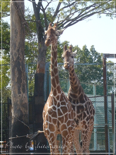 キリンさん.JPG