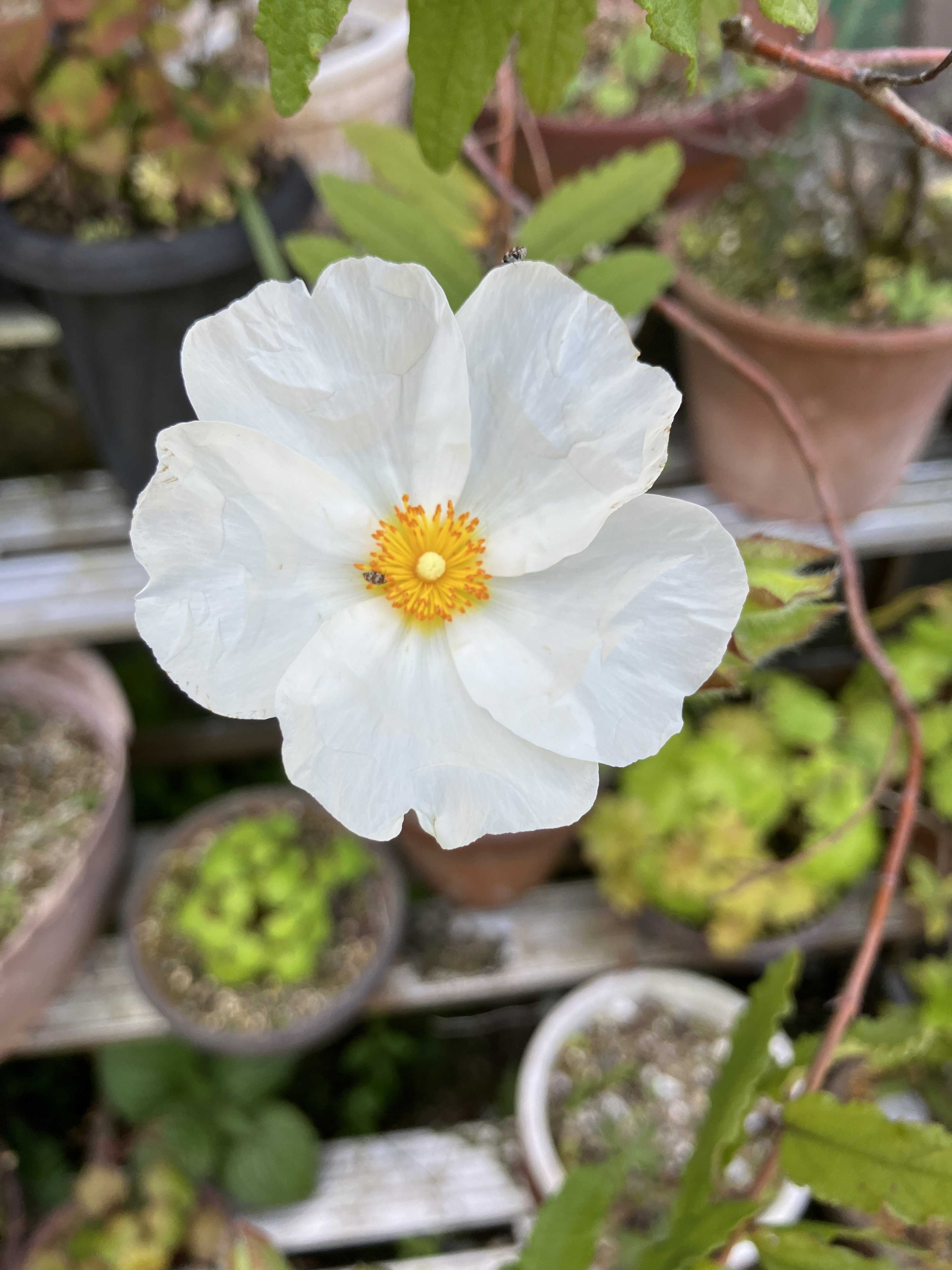 ハンニチバナ・ゴールドコイン・ベニゴウガン | ドラキュラママ４１４１のブログ - 楽天ブログ