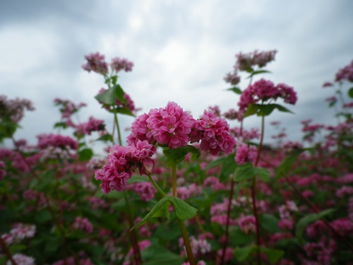 赤そばの花