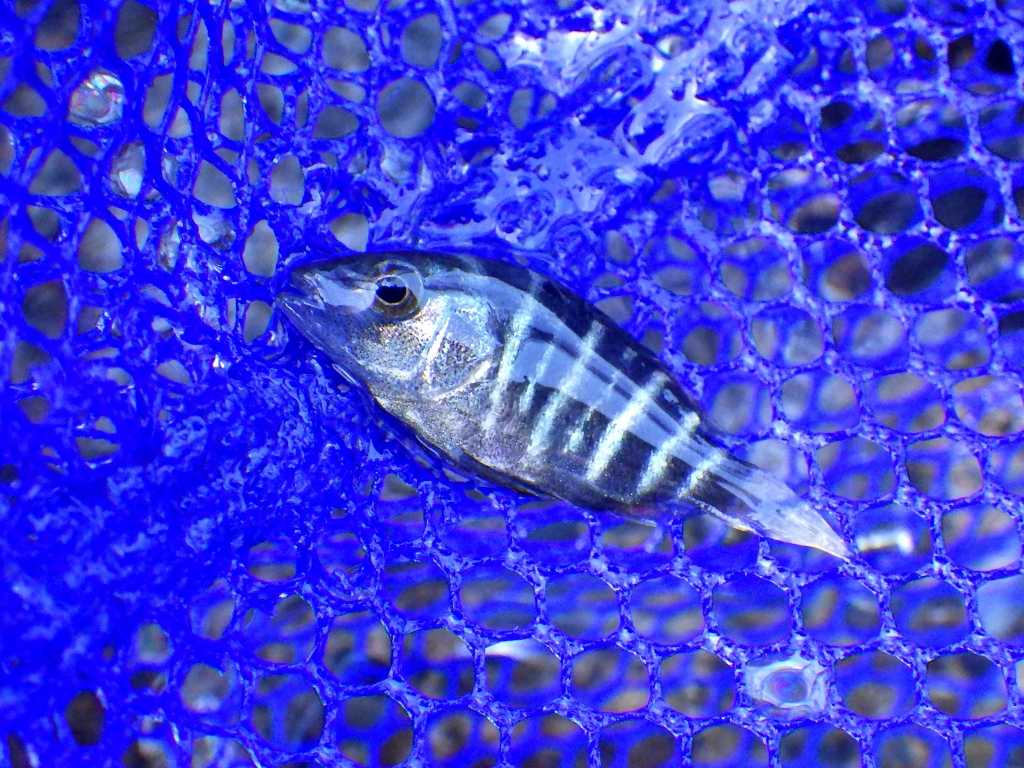 串本磯採集2020年8月下旬53　ゴマフエダイ（Lutjanus argentimaculatus）の幼魚