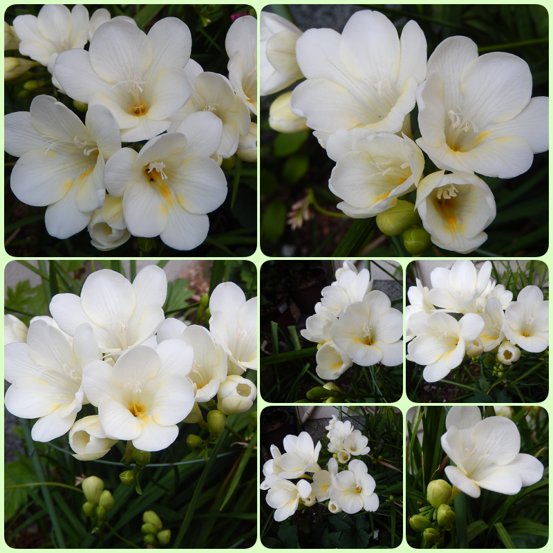 真っ白なフリージャーの花が甘い香りを漂わせて おもいついた時に 楽天ブログ