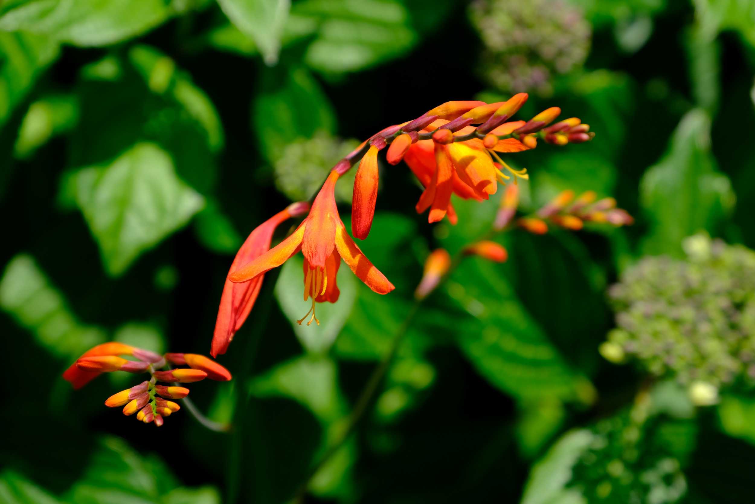 ヒメヒオウギ ヒオウギ ヒメヒオウギズイセン 南風のメッセージ 楽天ブログ