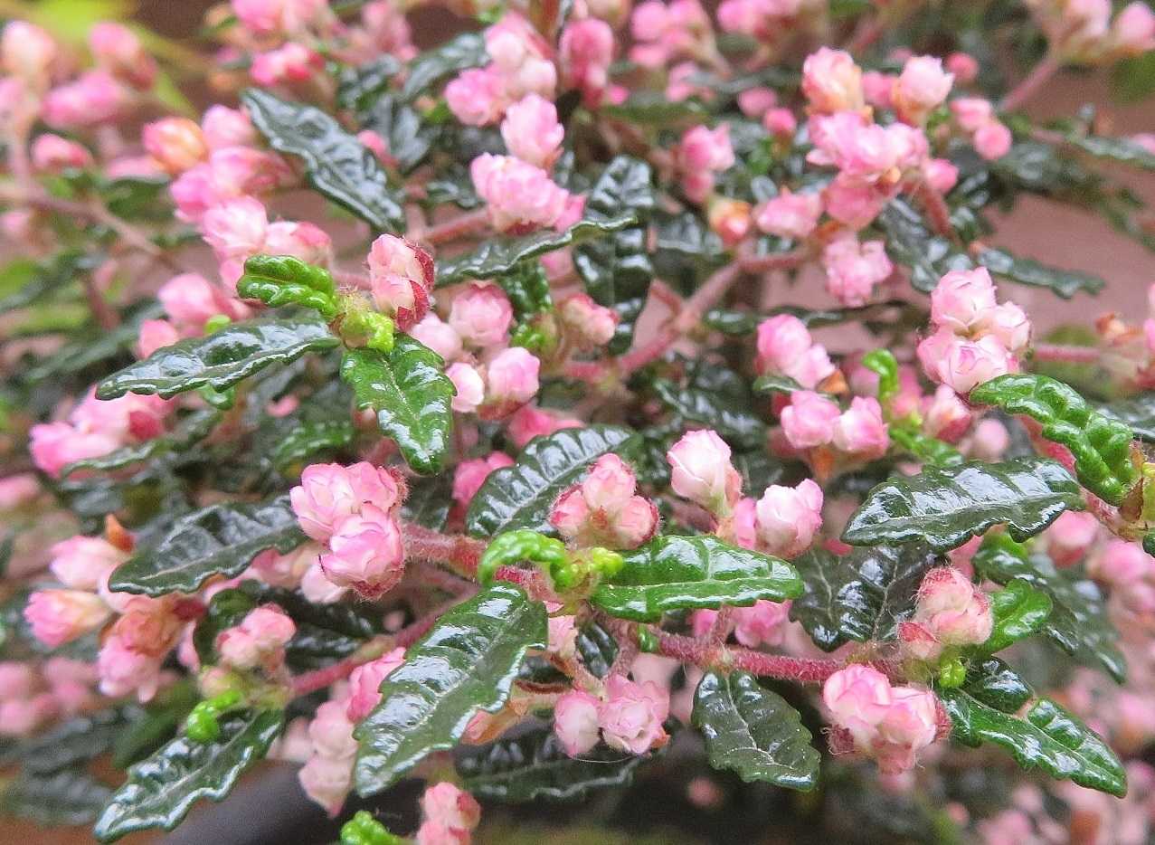 いたいよ 花はテンノウメ だい のひとりごと 楽天ブログ いたいよ 花はテンノウメ だい のひとりごと 楽天ブログ