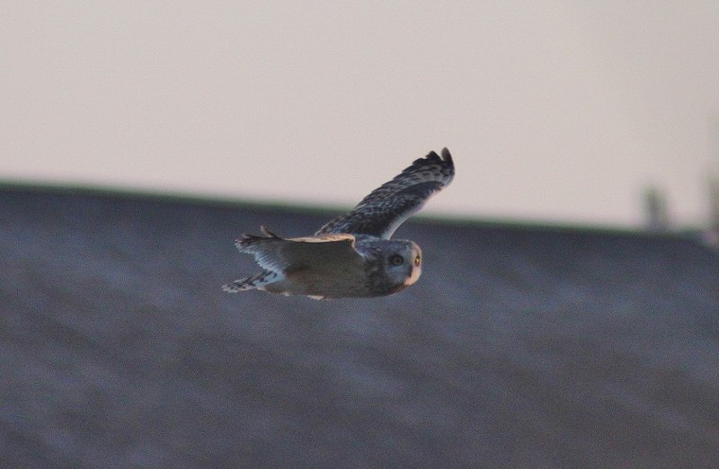 IMG_5776 (800x522).jpg