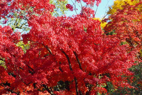 六義園の紅葉