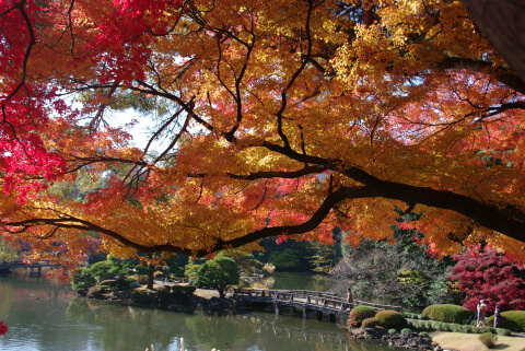 新宿御苑の紅葉