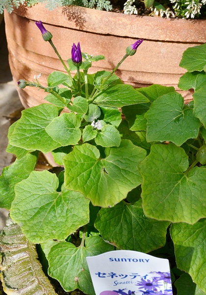 DSC_0351.JPG