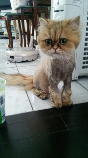 『ガオーッ』