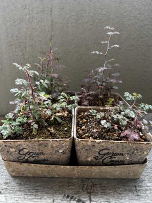 パキコルムス ディスカラー 実生記録① | 植物栽培初心者のブログ