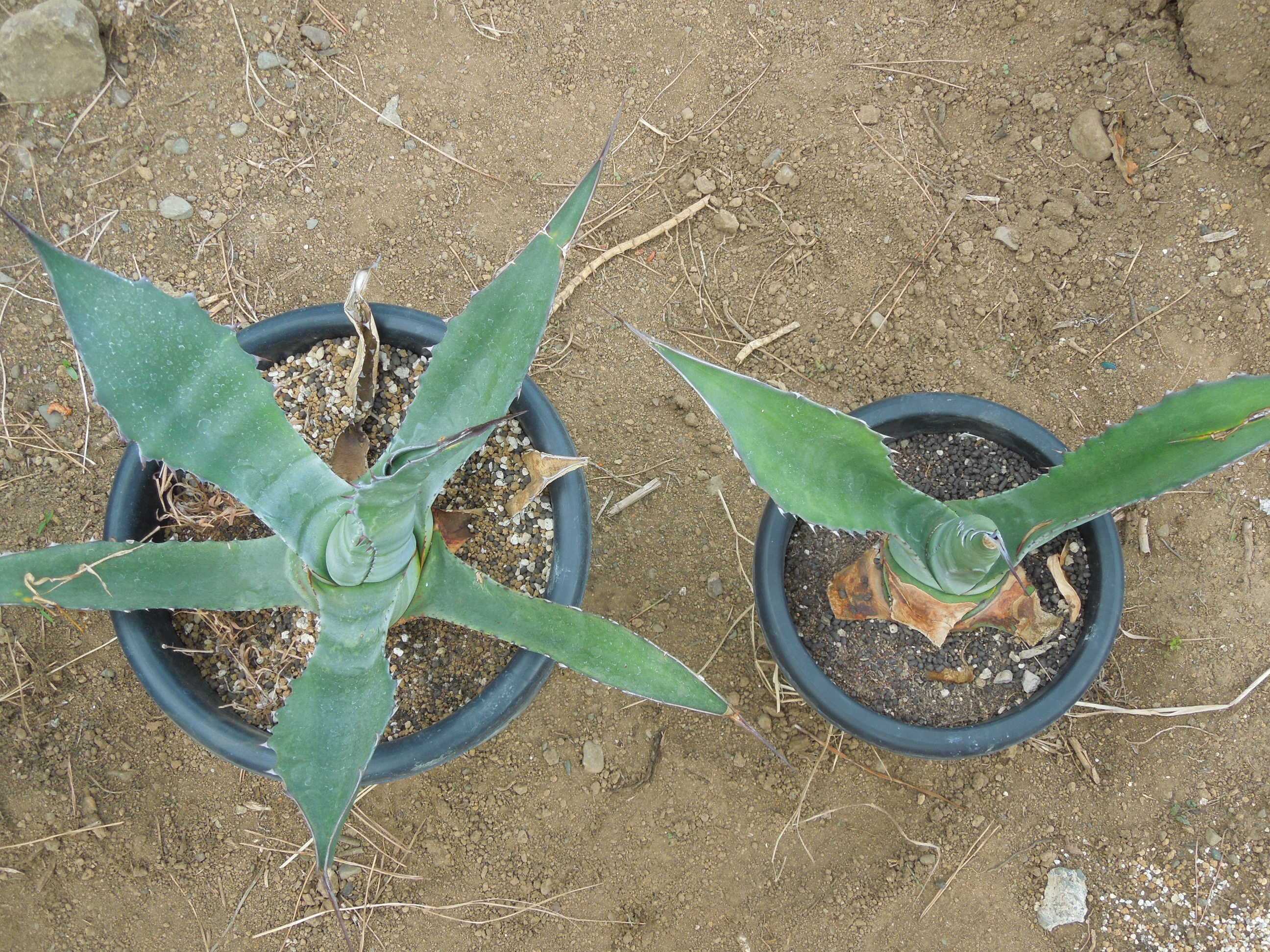 アガベ　サルミアナ、大株、8号鉢 アガベ サルミアナ、大株、8号鉢