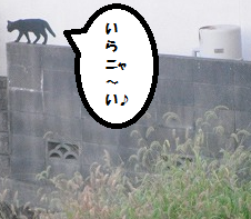 ねこ退陣w