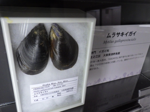 大阪市立自然史博物館2017年7月中旬42　ムラサキイガイ（Mytilus galloprovincialis）