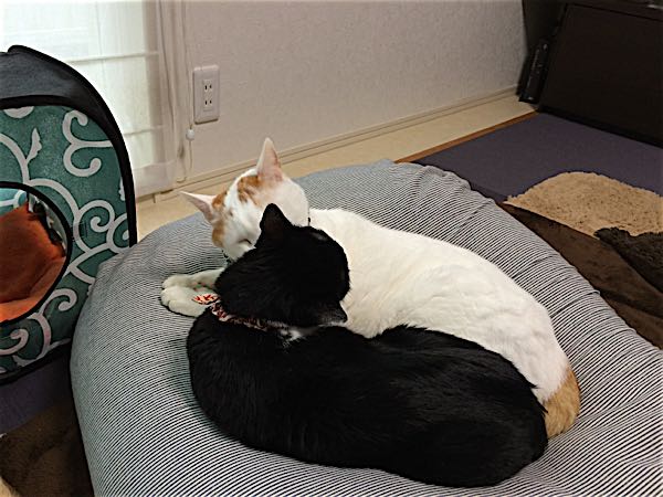 rblog-20141110062350-01.jpg