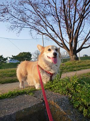 かりん2