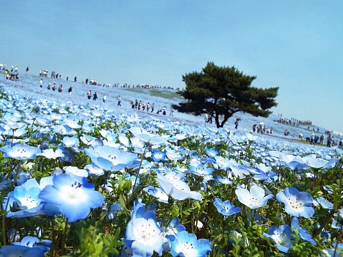 Nemophila-133-b.jpg
