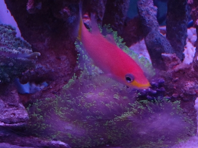 リオプロポマsp.（Liopropoma sp.）5