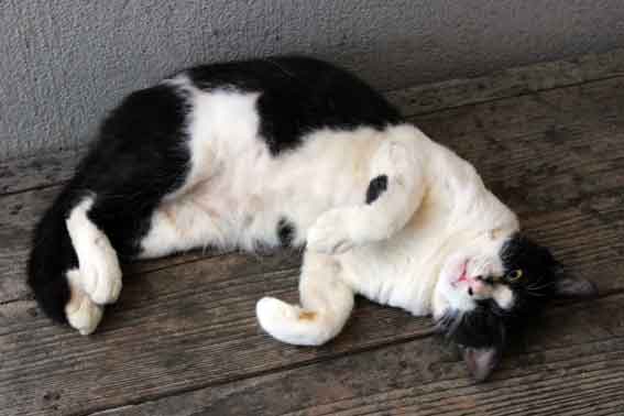 我が家のニャンコ♪2013/10/9-2