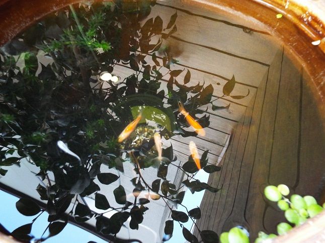 秋の朝焼け 写真と句 英語で読む 源氏物語 老いてこそ勉強 楽天ブログ