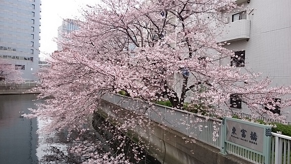 東富橋のサクラ