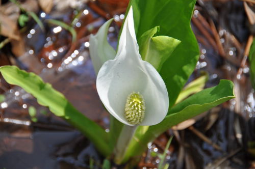 水芭蕉