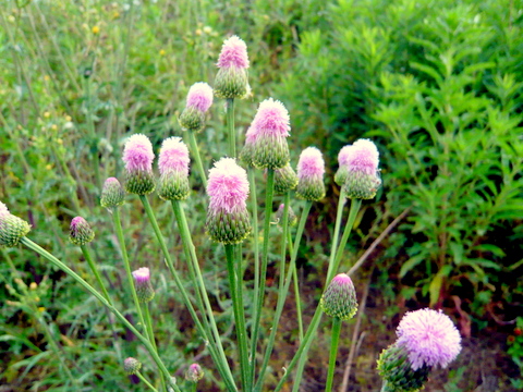 キツネアザミの花