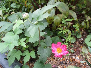 IMG_9936ss.jpg