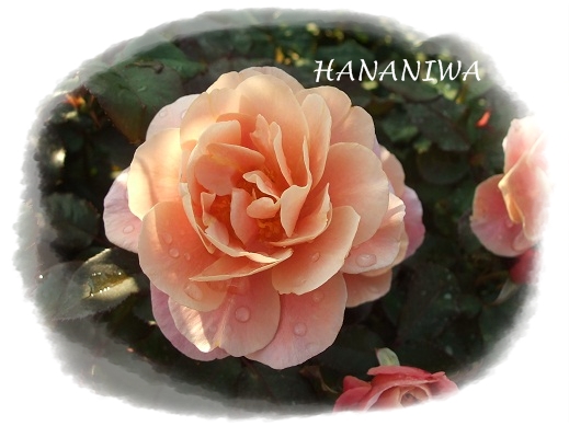 2012_1009トレッサ用寄せ植えとクレマチスの講座とカ0037.JPG