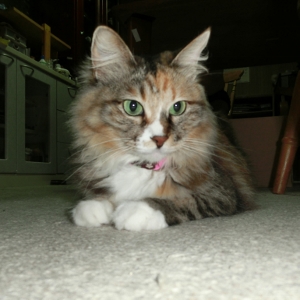 CIMG0451 (300x300).jpg