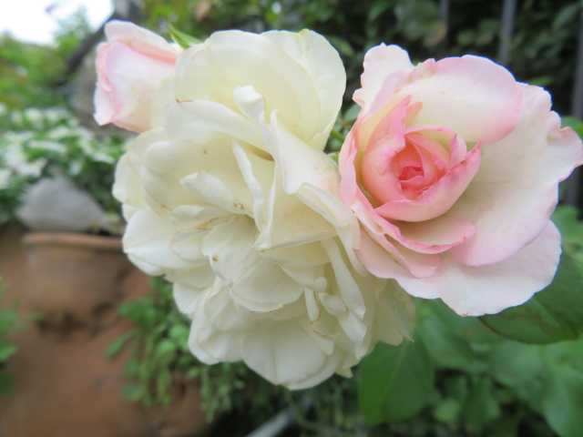 ﾟДﾟ)ひぇ～！？画像がない！！＆幻のバラ『ラシャンスゼブラ