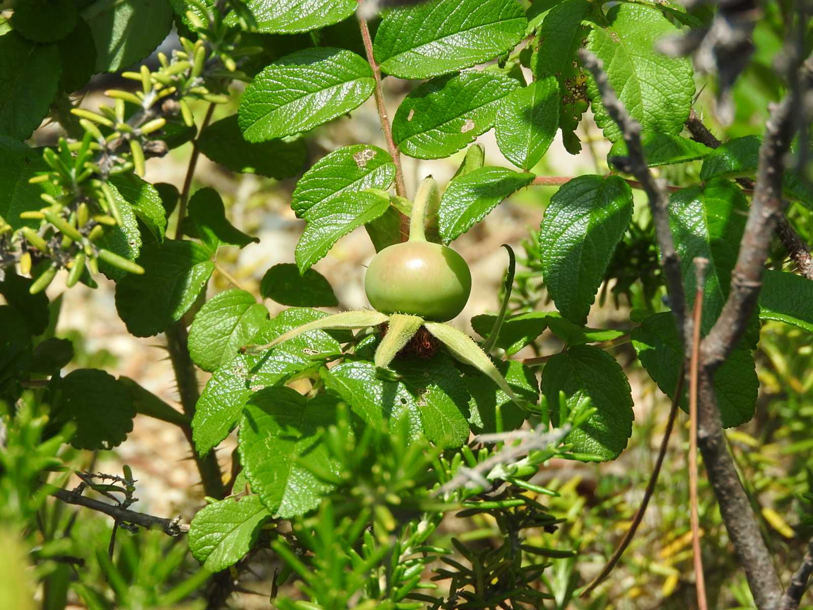 ハマナス 浜茄子 浜梨 バラに似た花 ピンクの花 無料写真 | bevepop