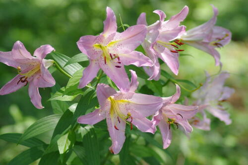 昭和記念公園のゆりの花