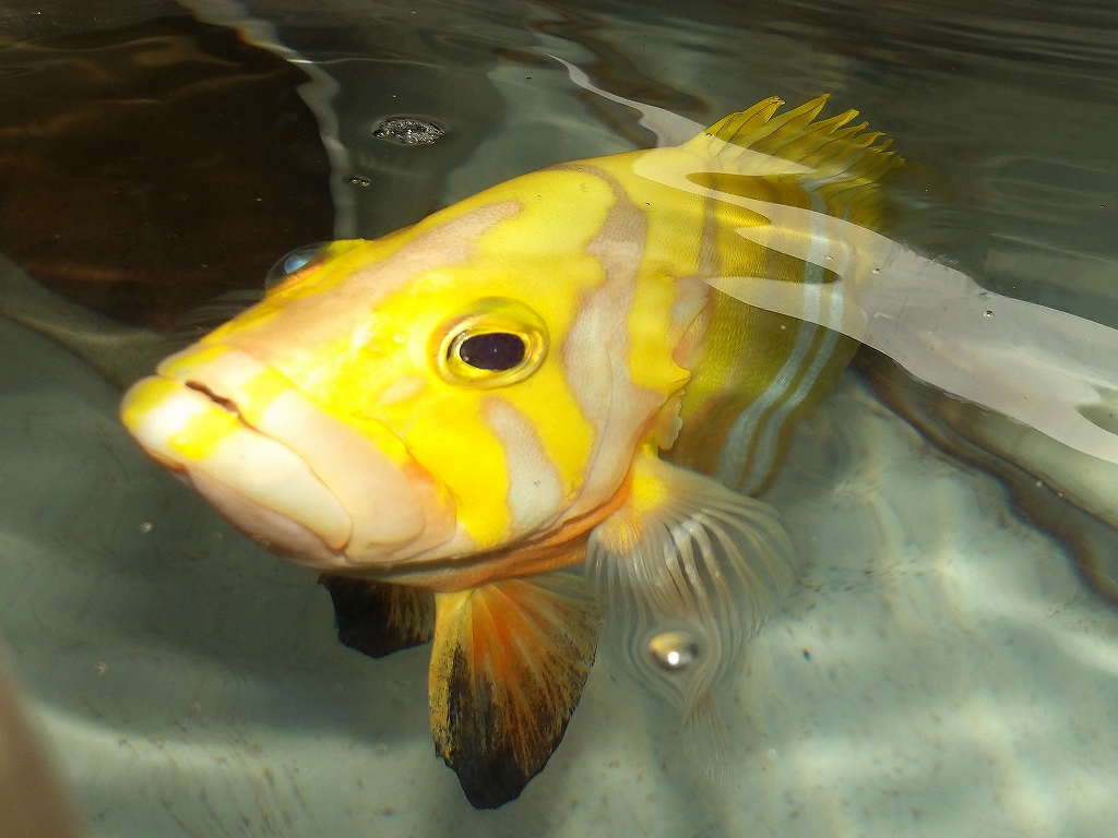 シマハタ（Cephalopholis igarashiensis）106　深海魚飼育　ネプチューングルーパー