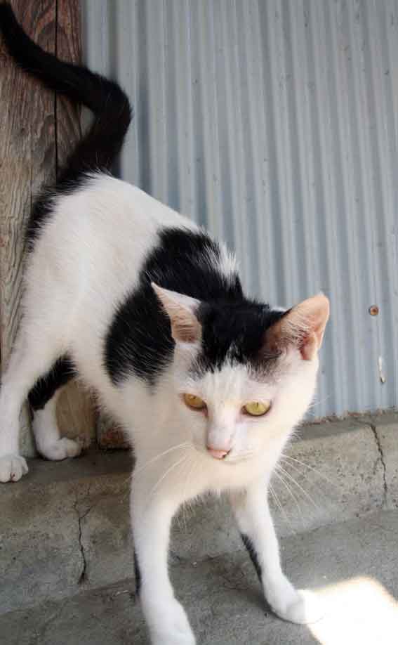 我が家のニャンコ♪2014/02/7-3