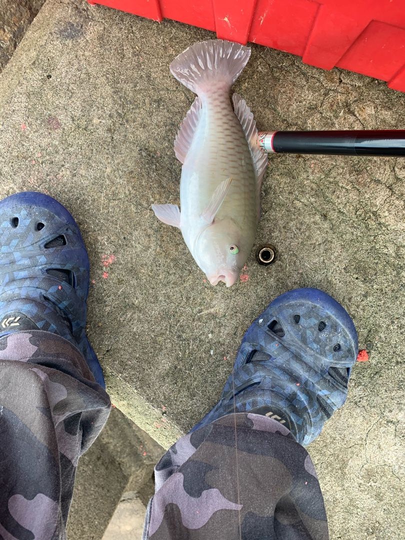 イラブチャー ブダイ 釣りやらなんやらブログ 楽天ブログ