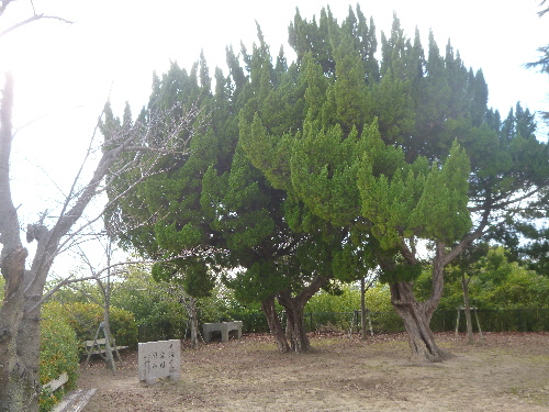 P1140953(1).JPG