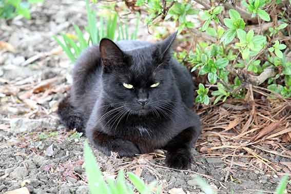 我が家のニャンコ♪2015/11/10-5