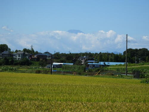 小出川の小さい秋