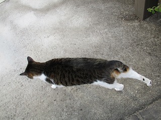 IMG_5461ss.jpg