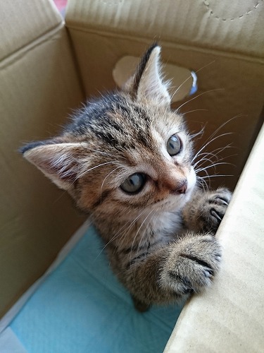ねこ