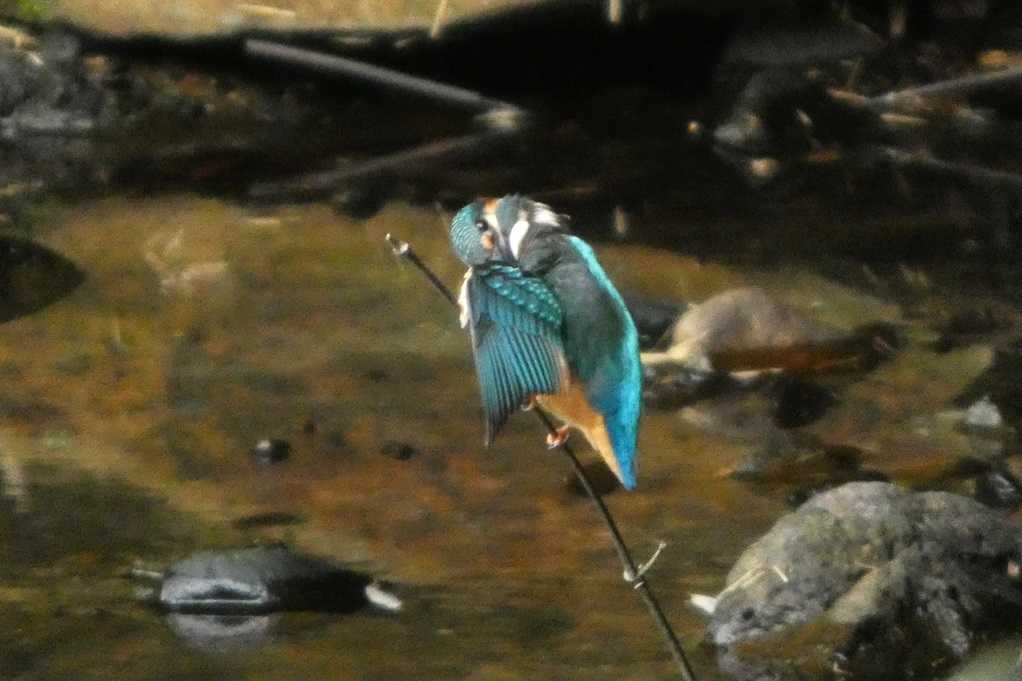 515