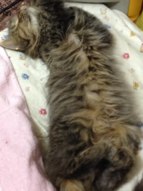 IMG_2441 (480x640).jpg