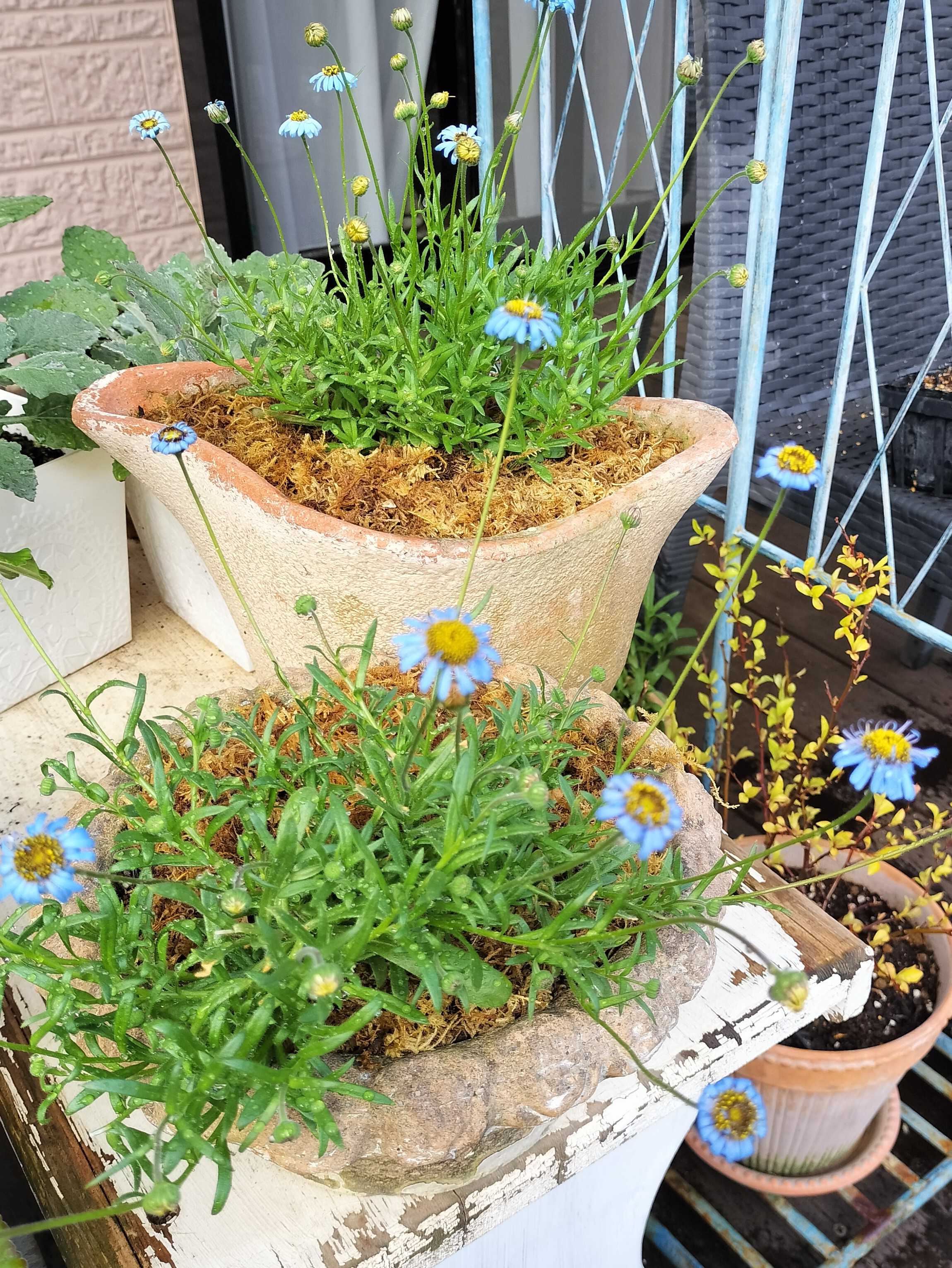 小さな苗から開花までを楽しむ | たねをまく日々 - 楽天ブログ